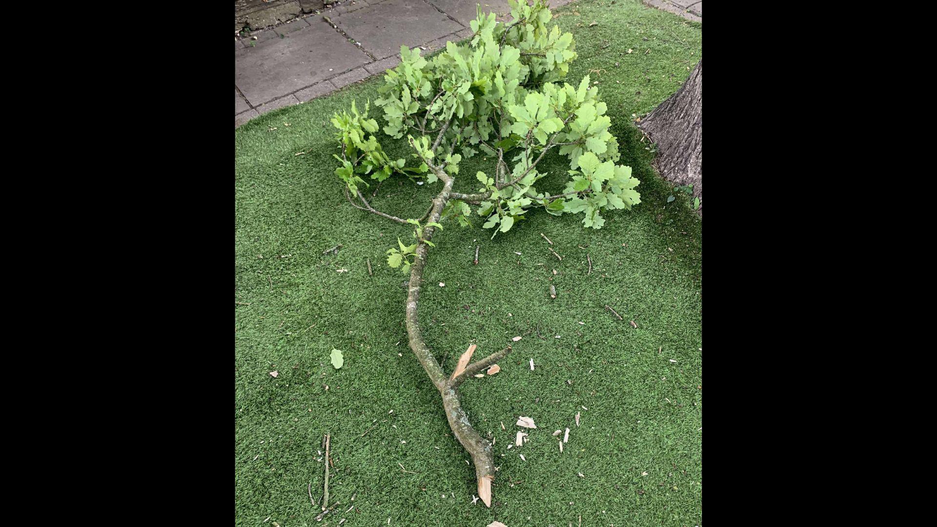 A sawed off tree branch on the ground.