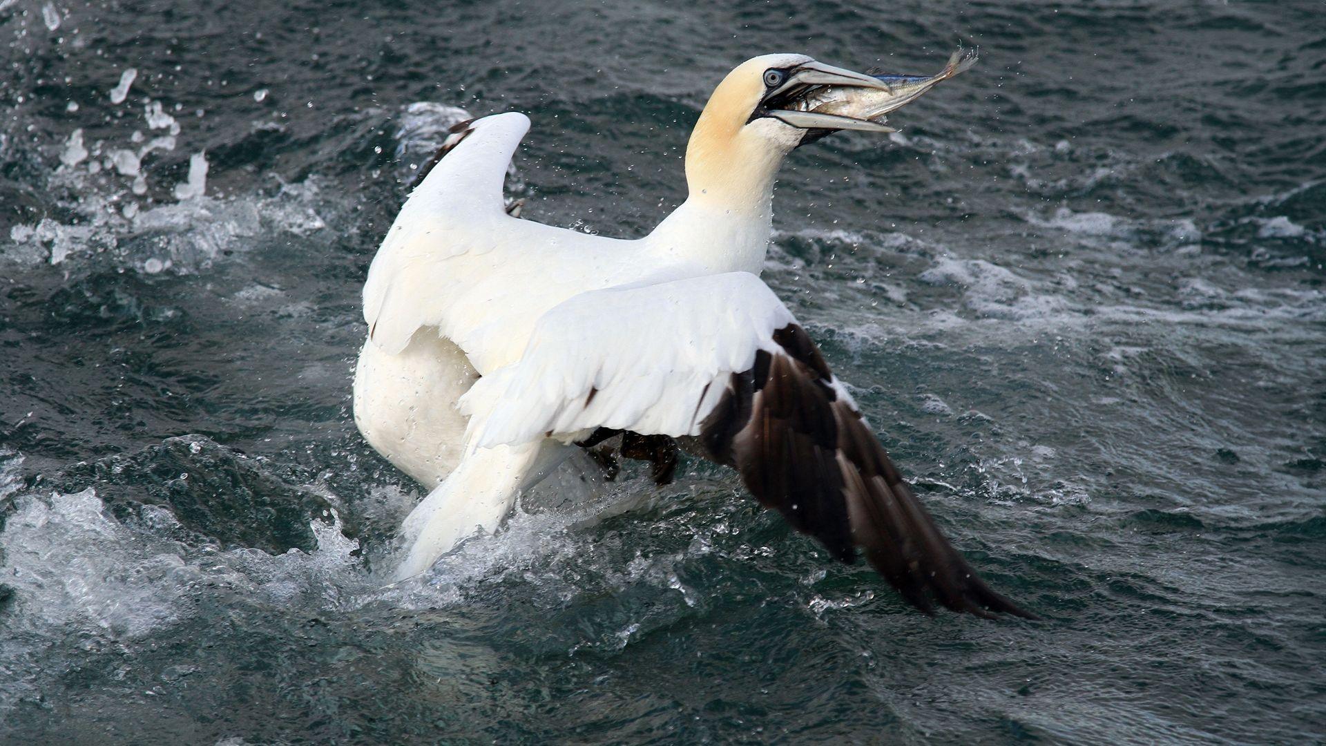 A large white sea bird flies off with a fish in its mouth.