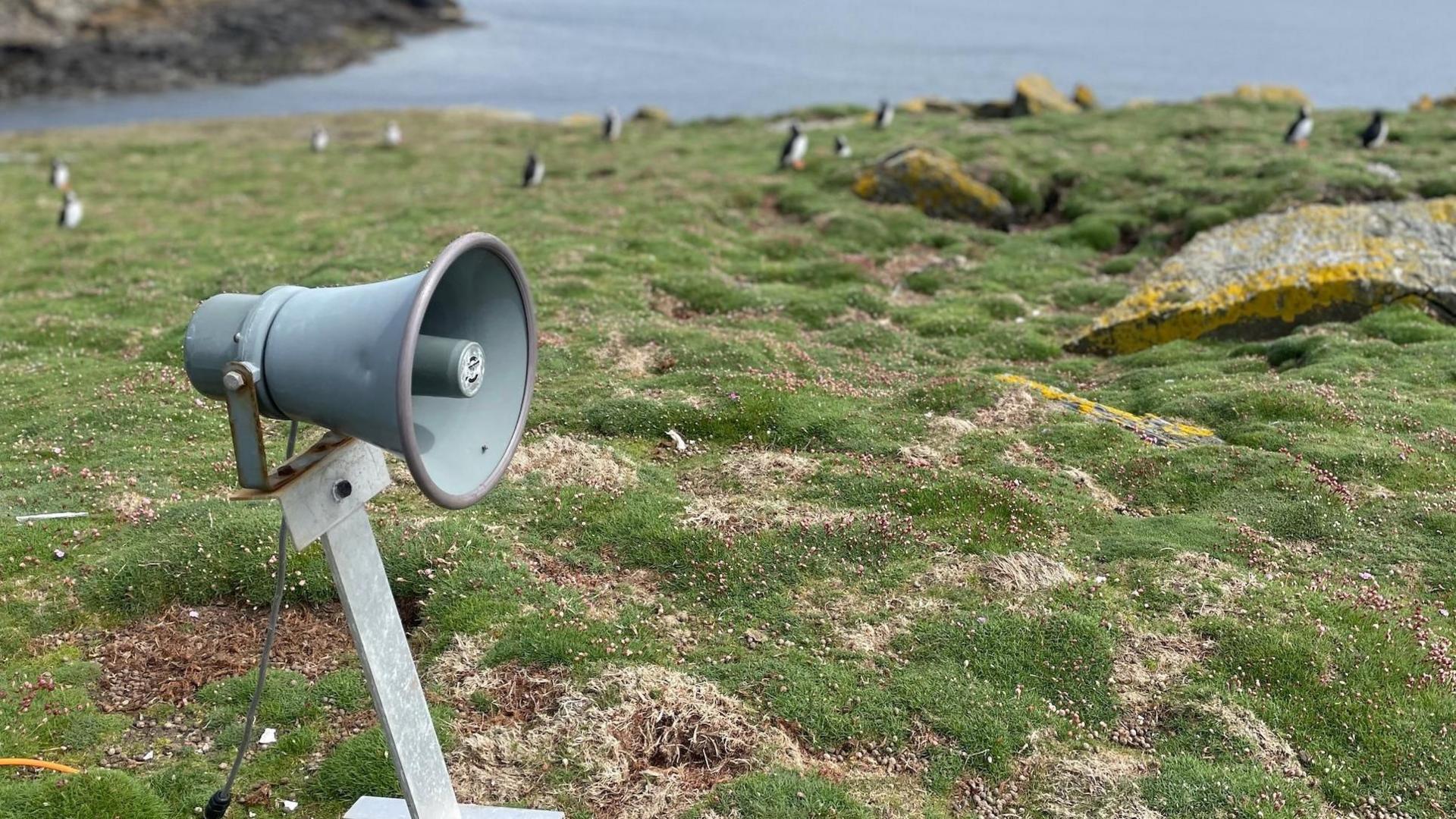 A grey metal speaker in a green field, with sporadic rocks, and blurred puffins scattered in the background. the sea is in the distance.