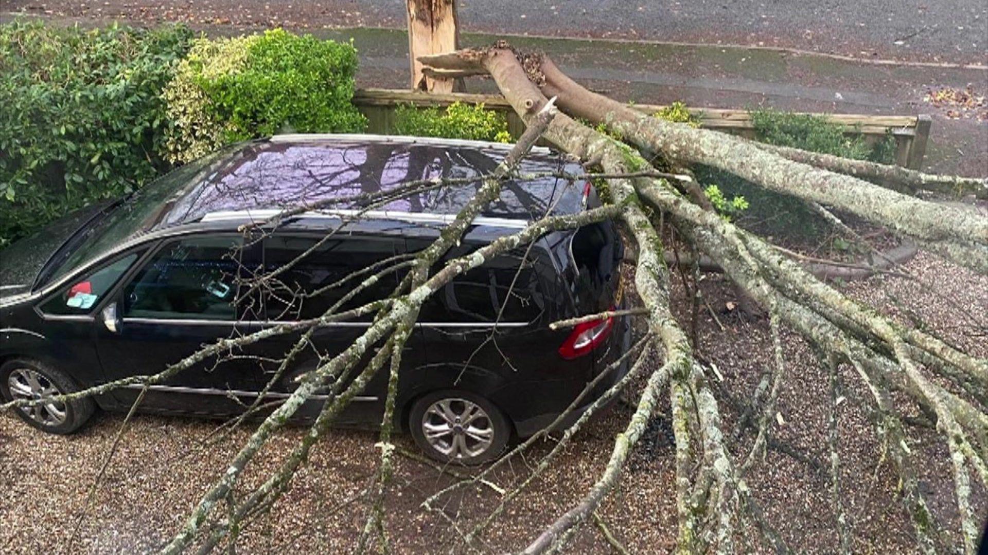 A tree fallen on top of a black car in the impact of the storm. The tree has been split in half by the high winds.