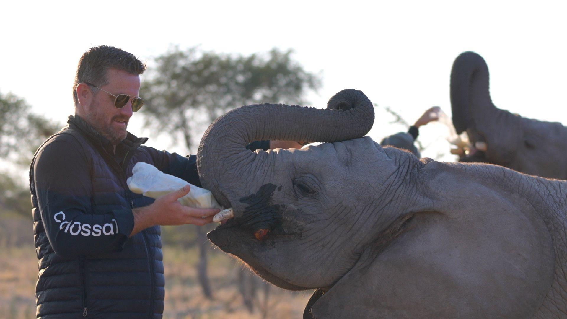 Ben Lam in feeding a baby elephant from a bottle with the Botswanan jungle in the background