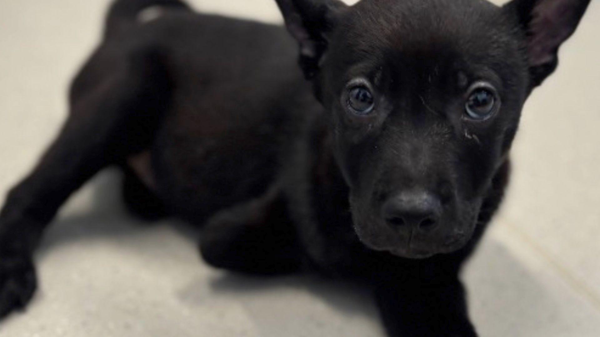 A small black dog looking into the camera. It is missing one of its front legs
