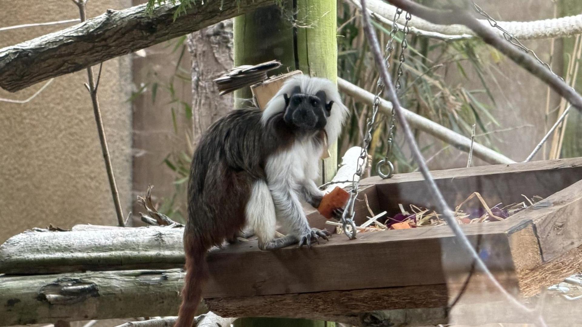 A cotton-top Tamarin sitting on a wooden feeding table eating a vegetable. The animal is mainly brown with white legs and a white mane.