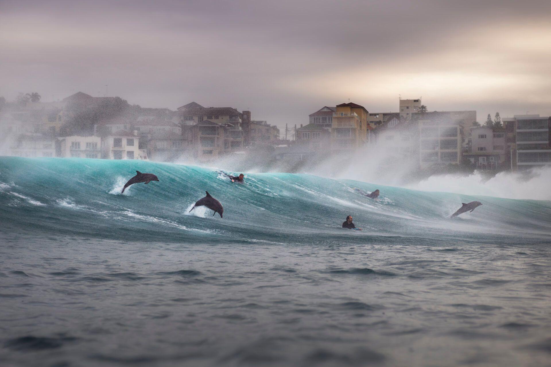 A pod of dolphins joins surfers in the waves.