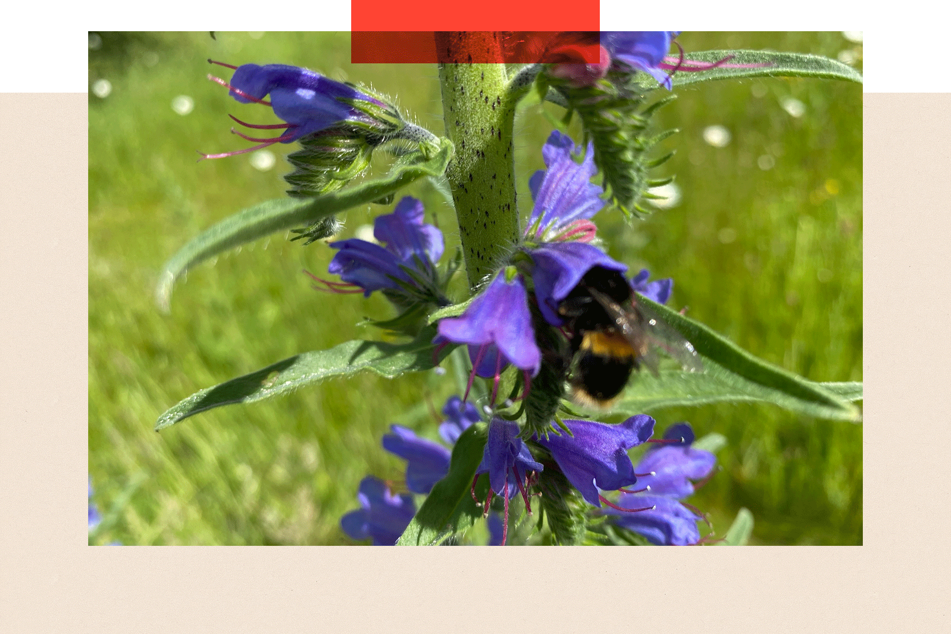 A bee on a purple flower