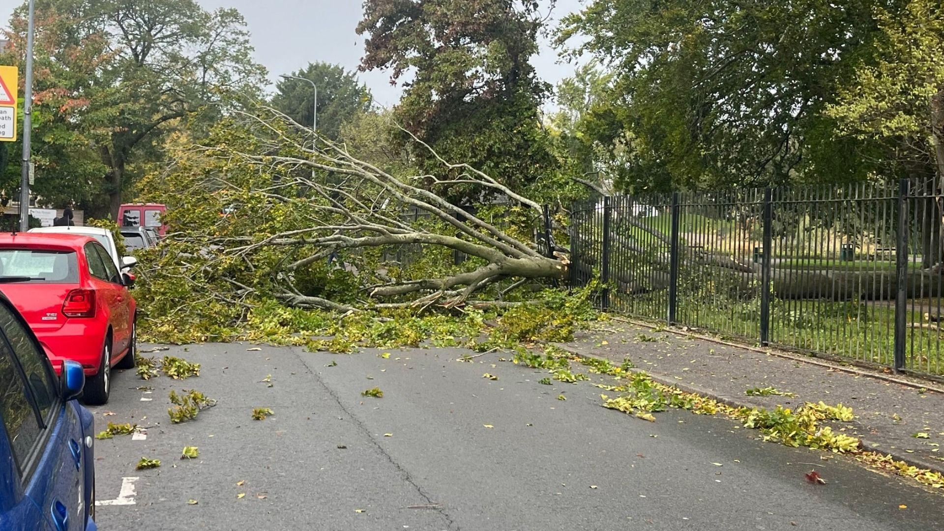 Coeden wedi cwympo ar Romilly Road yng Nghaerdydd