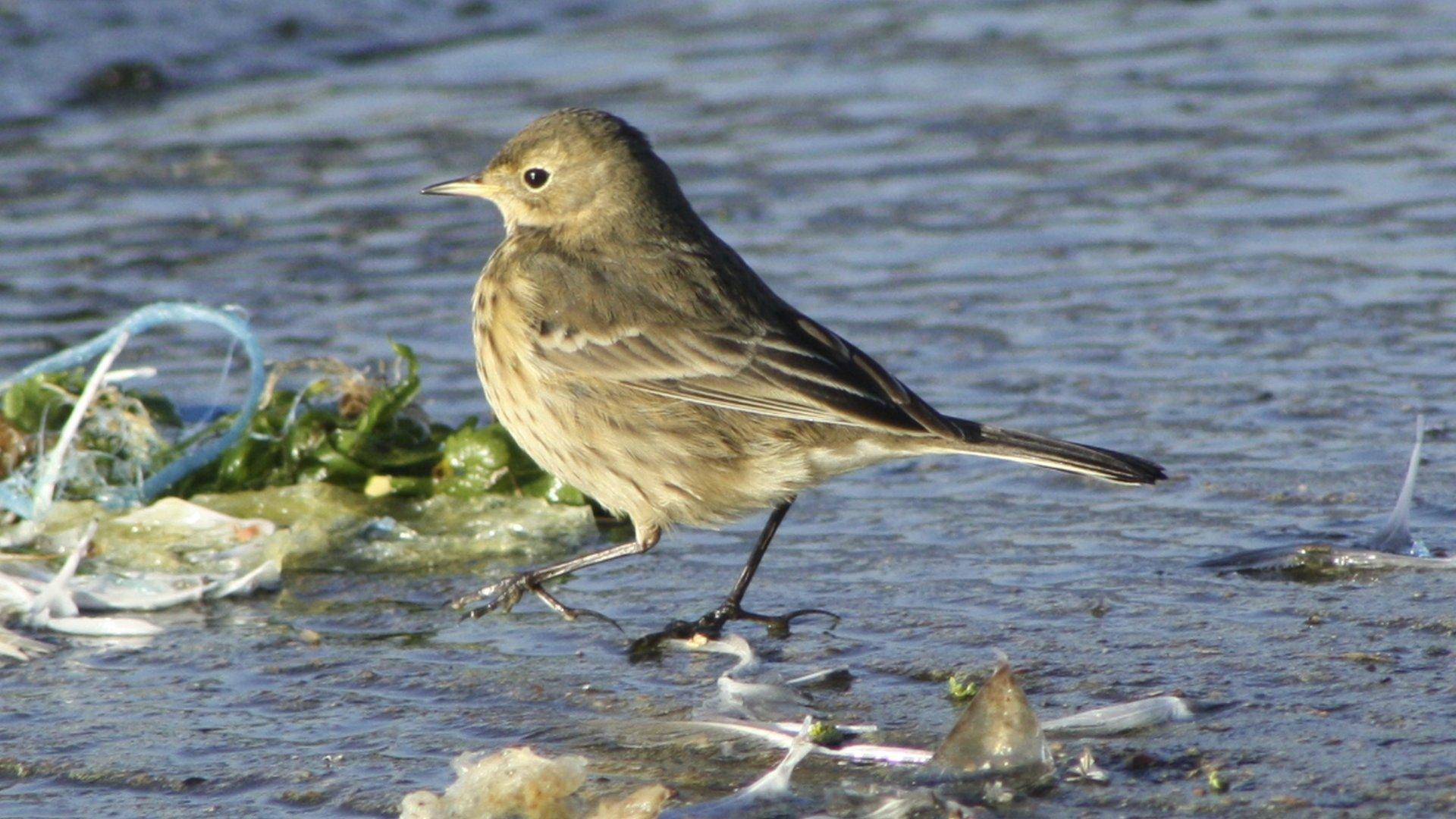 American Buff-Bellied Pipit