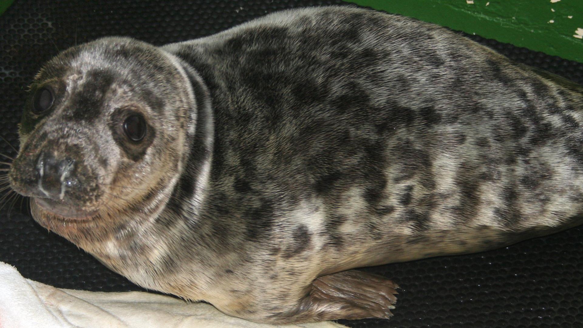 A seal pup rescued by the GSPCA