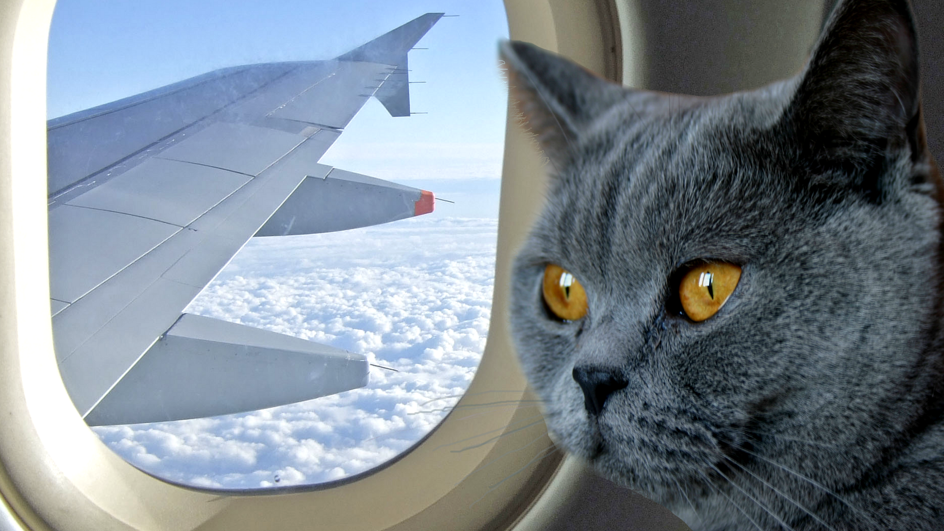 A cat in a plane