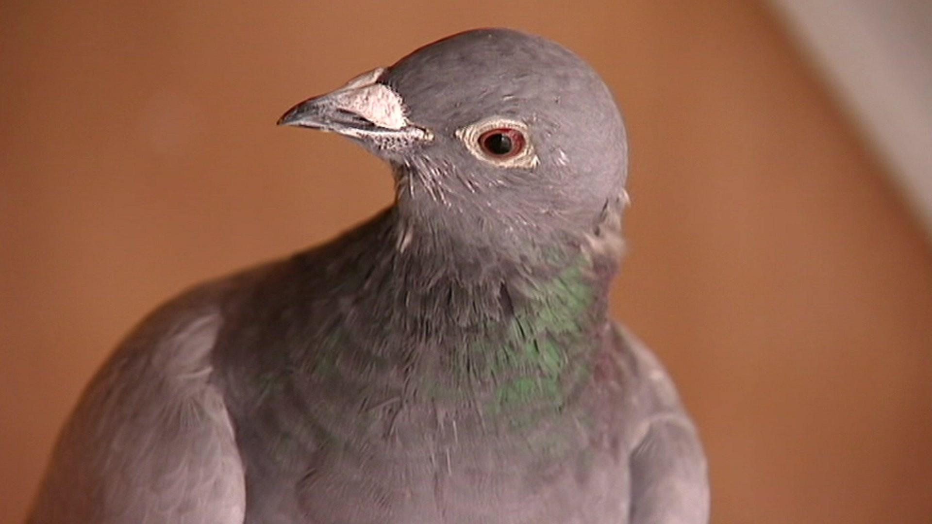 A pigeon