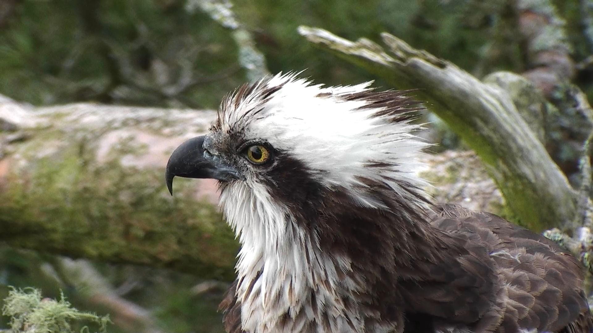 Lady the osprey