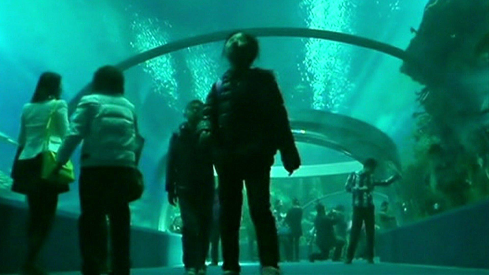 The Undersea Tunnel at Hengqin Ocean Kingdom theme park