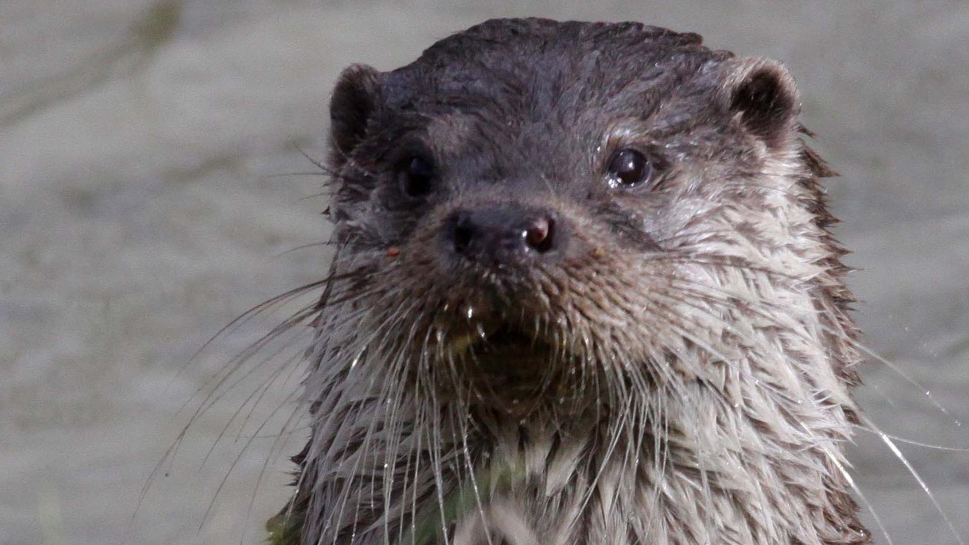 Otter in Nottinghamshire