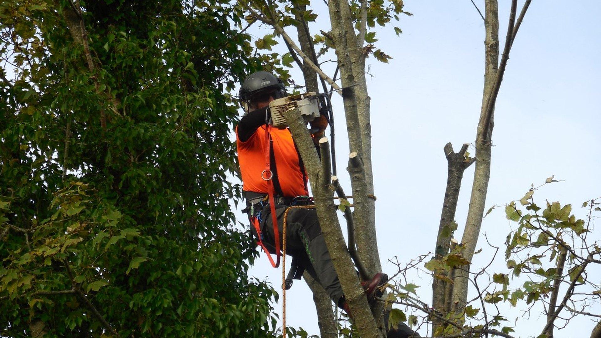 Tolpuddle tree pruned