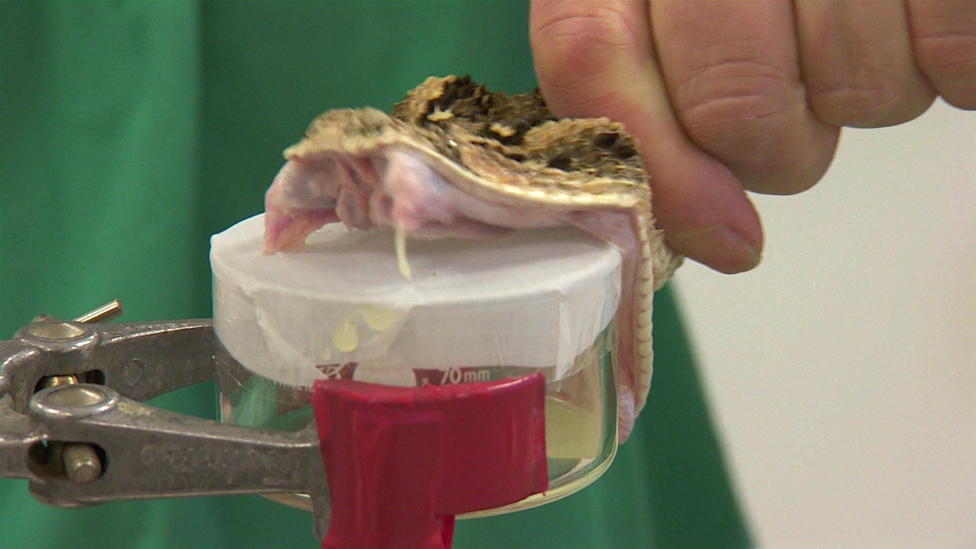 Snake biting a container to collect venom.