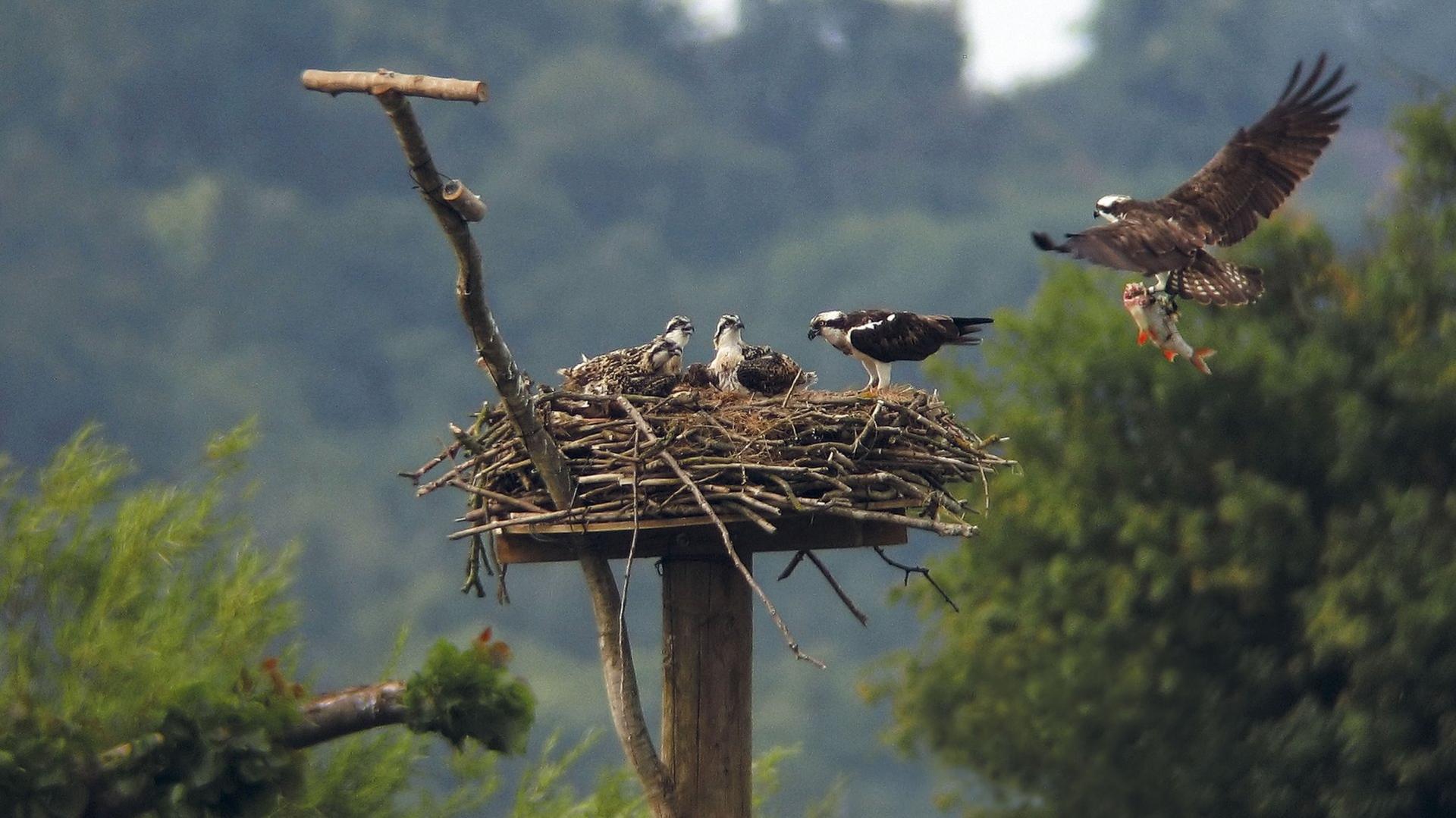 Nesting ospreys