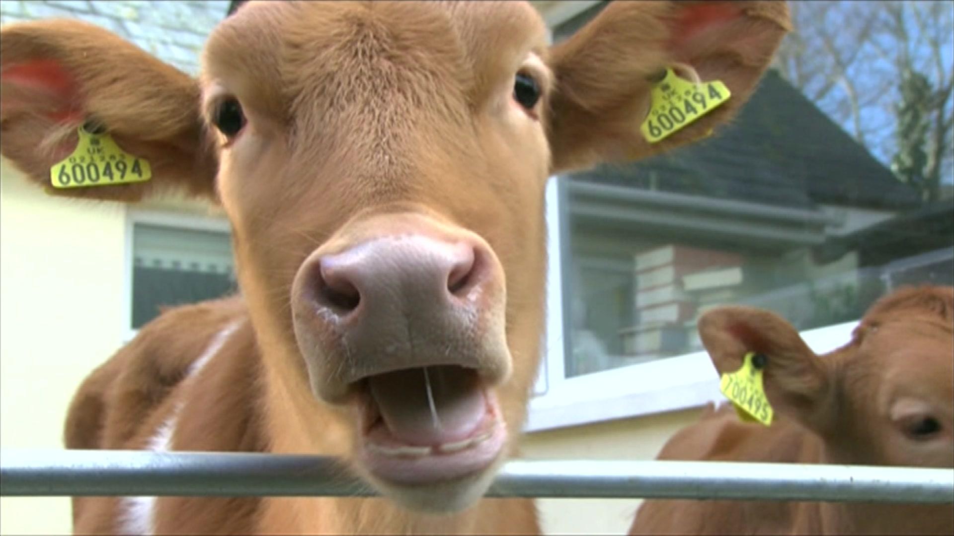 Two cows broke into a house