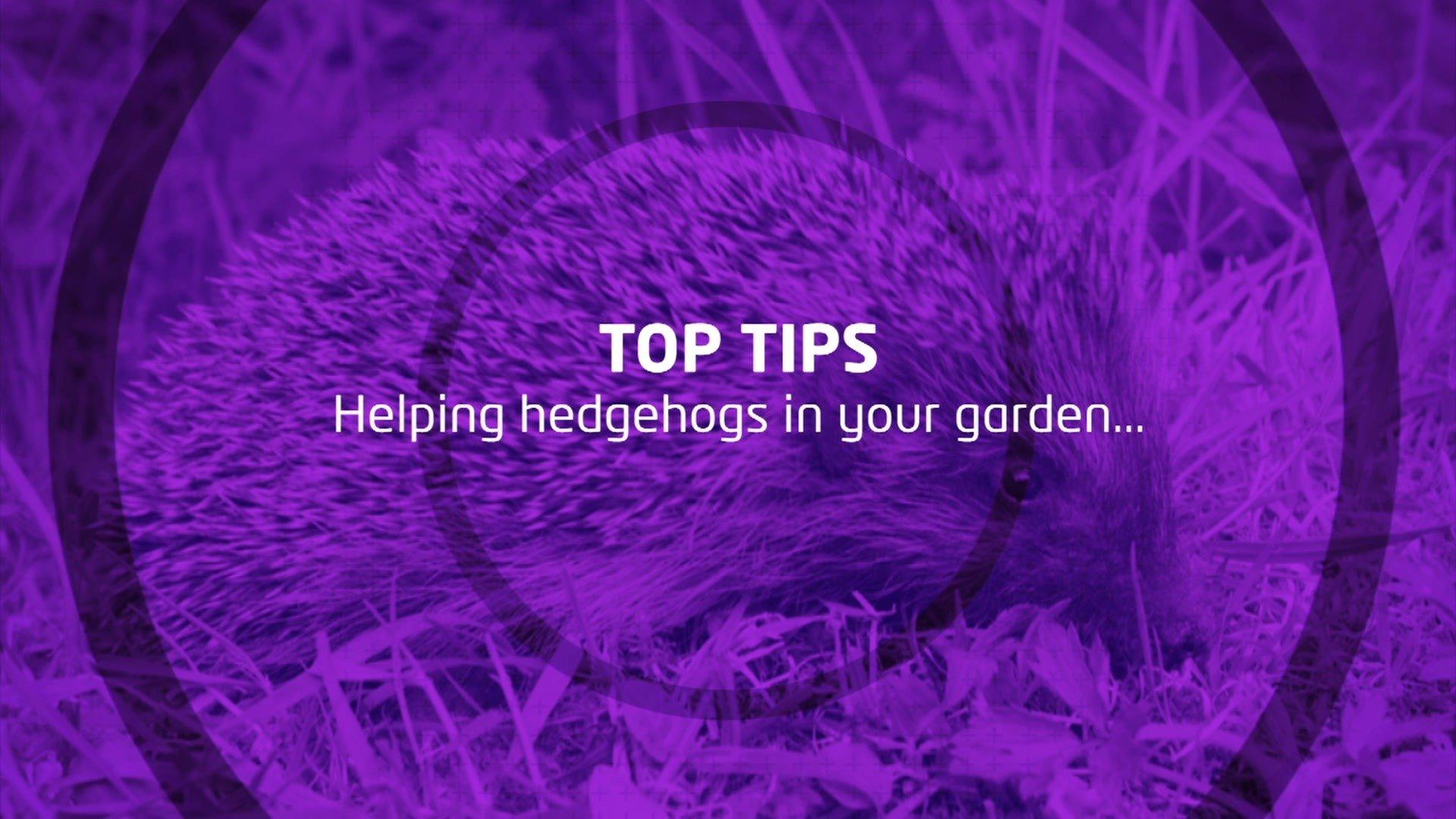 Top tips for helping hedgehogs