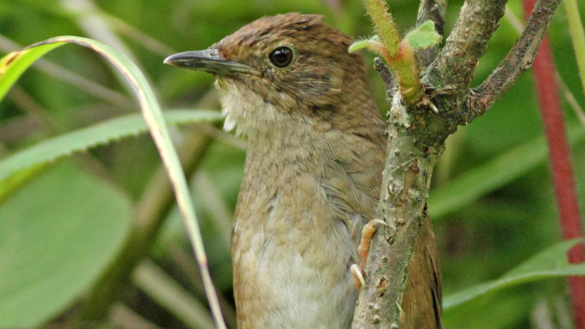 Sichuan bush warbler (Image: Bo Dai)