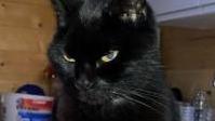 Mush the cat sitting on a kitchen worktop.