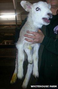 Quinto the lamb, which was born with five legs.