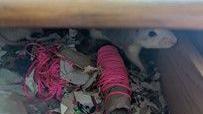 Rat nests in a drawer using newspaper 