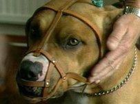 Muzzled pit bull