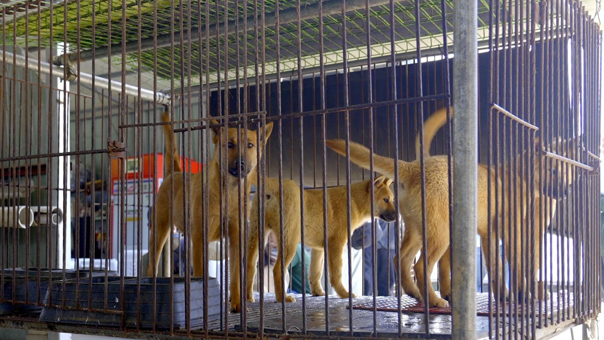 Dogs in a cage