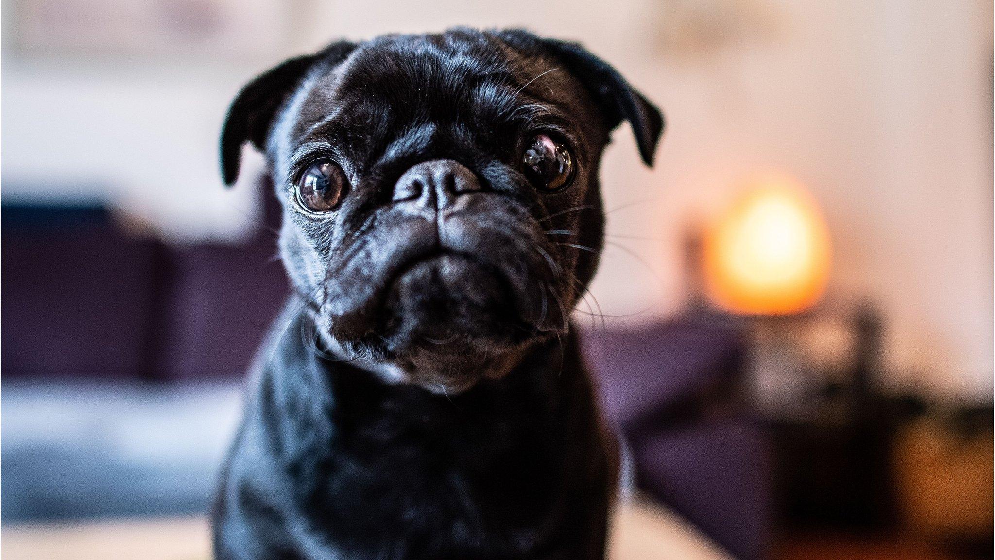 pug-breed-of-dog