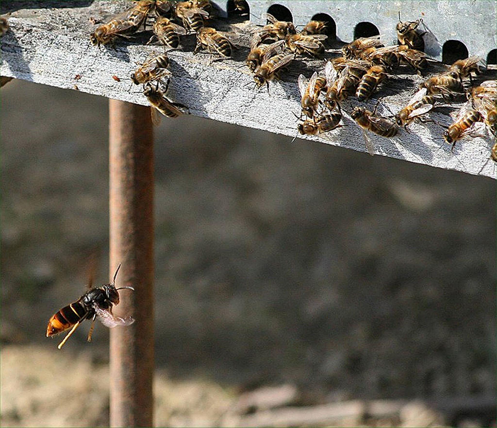 An Asian hornet flying near a colony of bees.