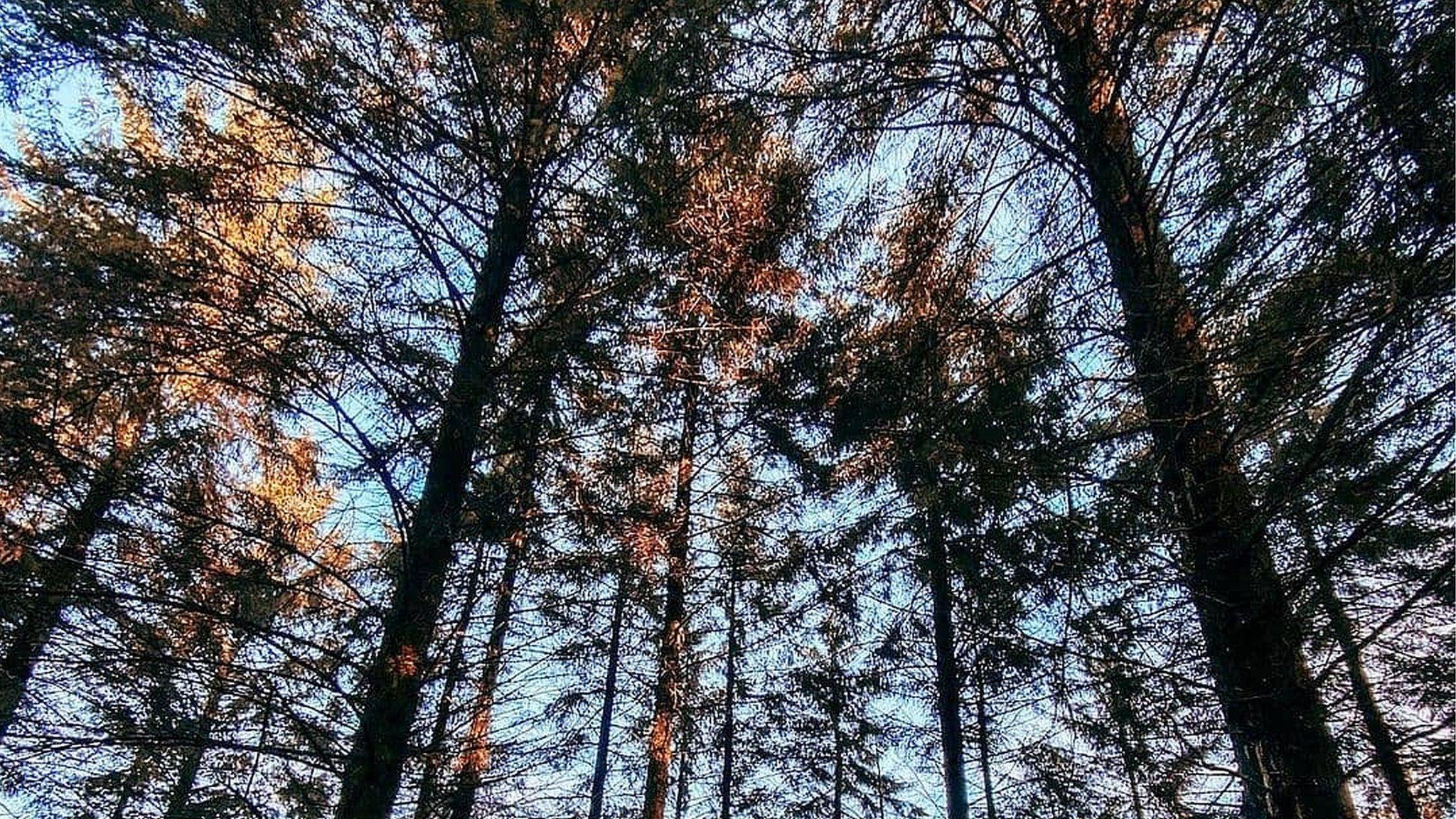 Trees