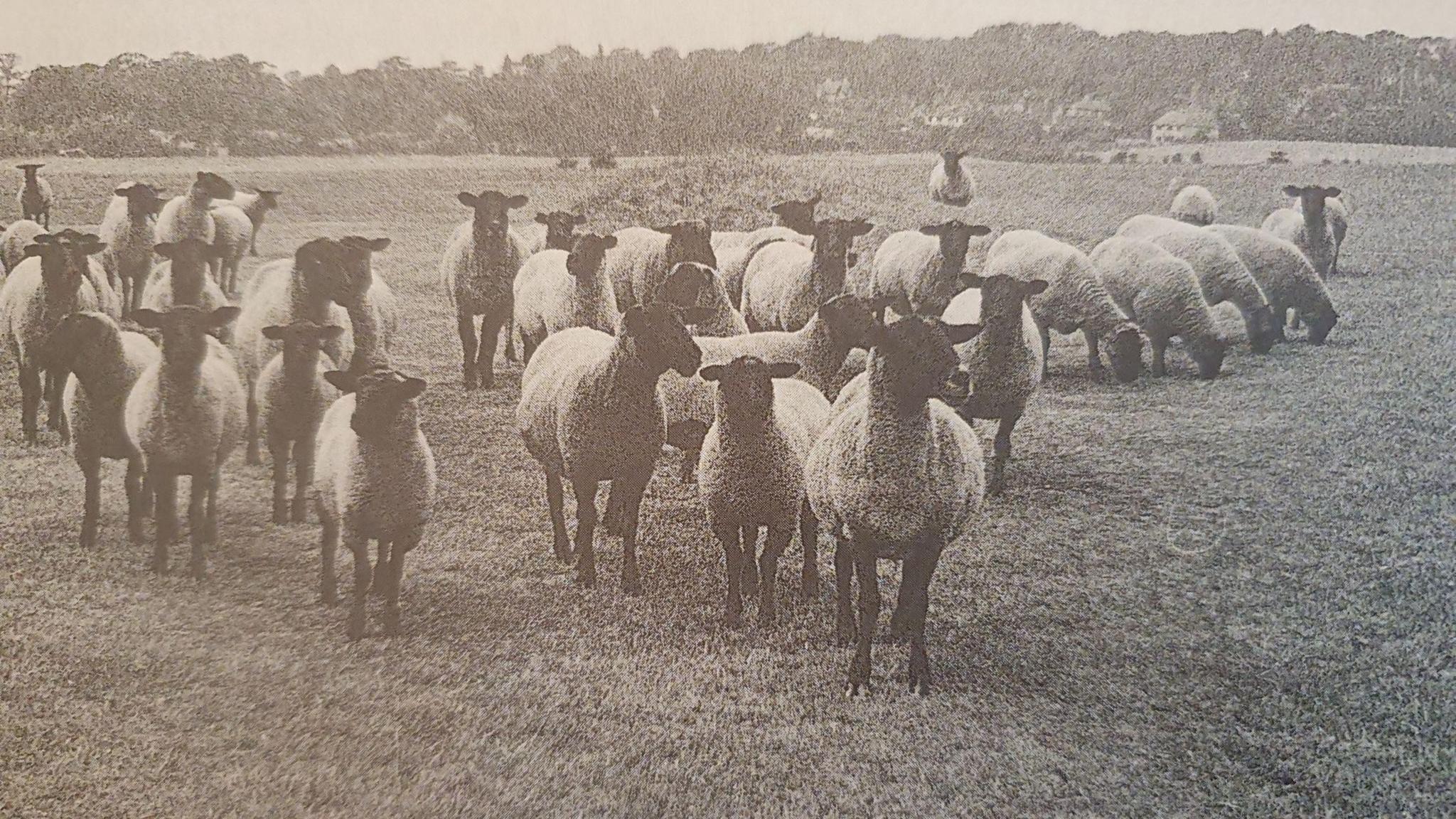 A black and white photo of sheep in a field