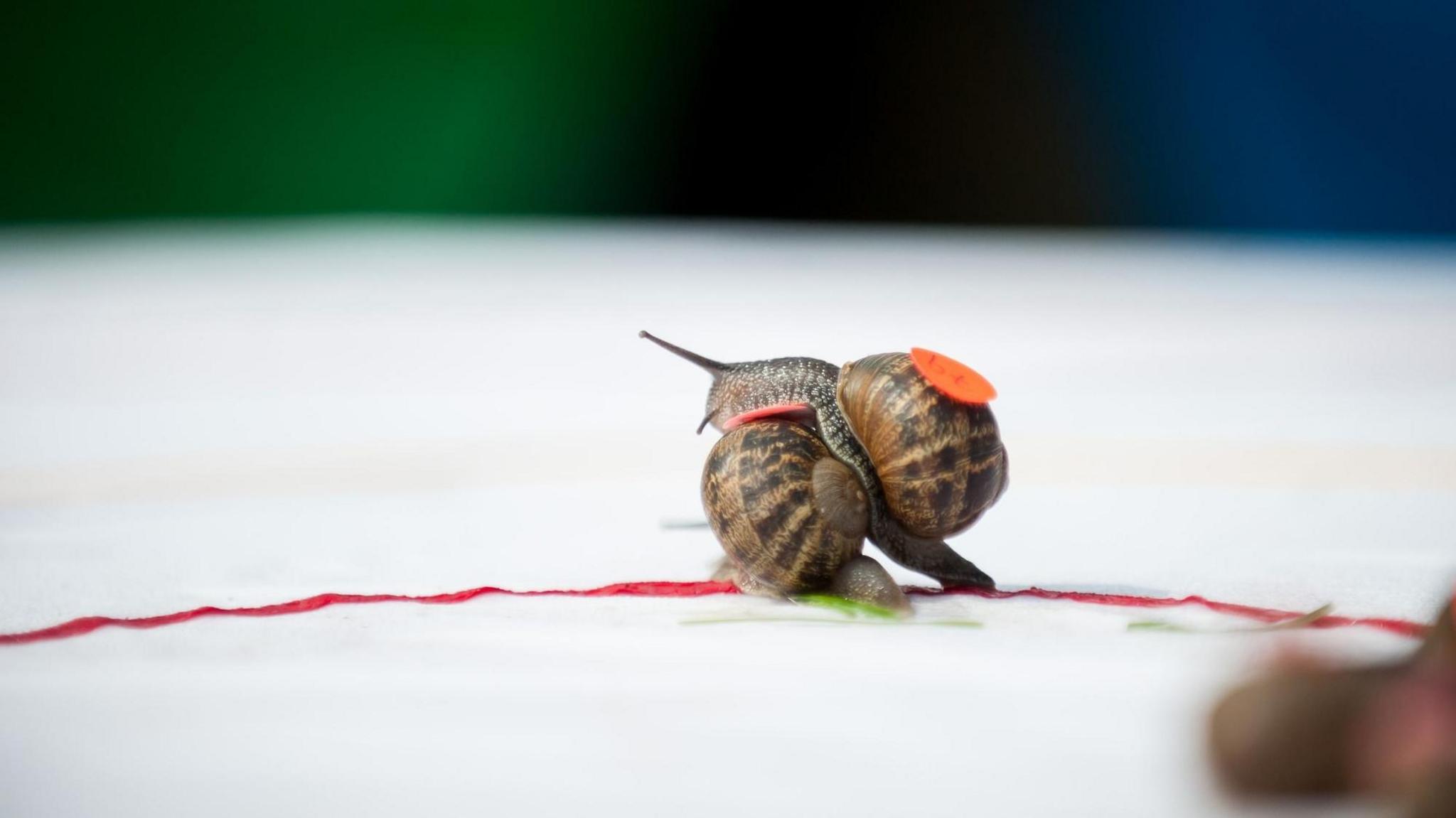 Two snails in a race