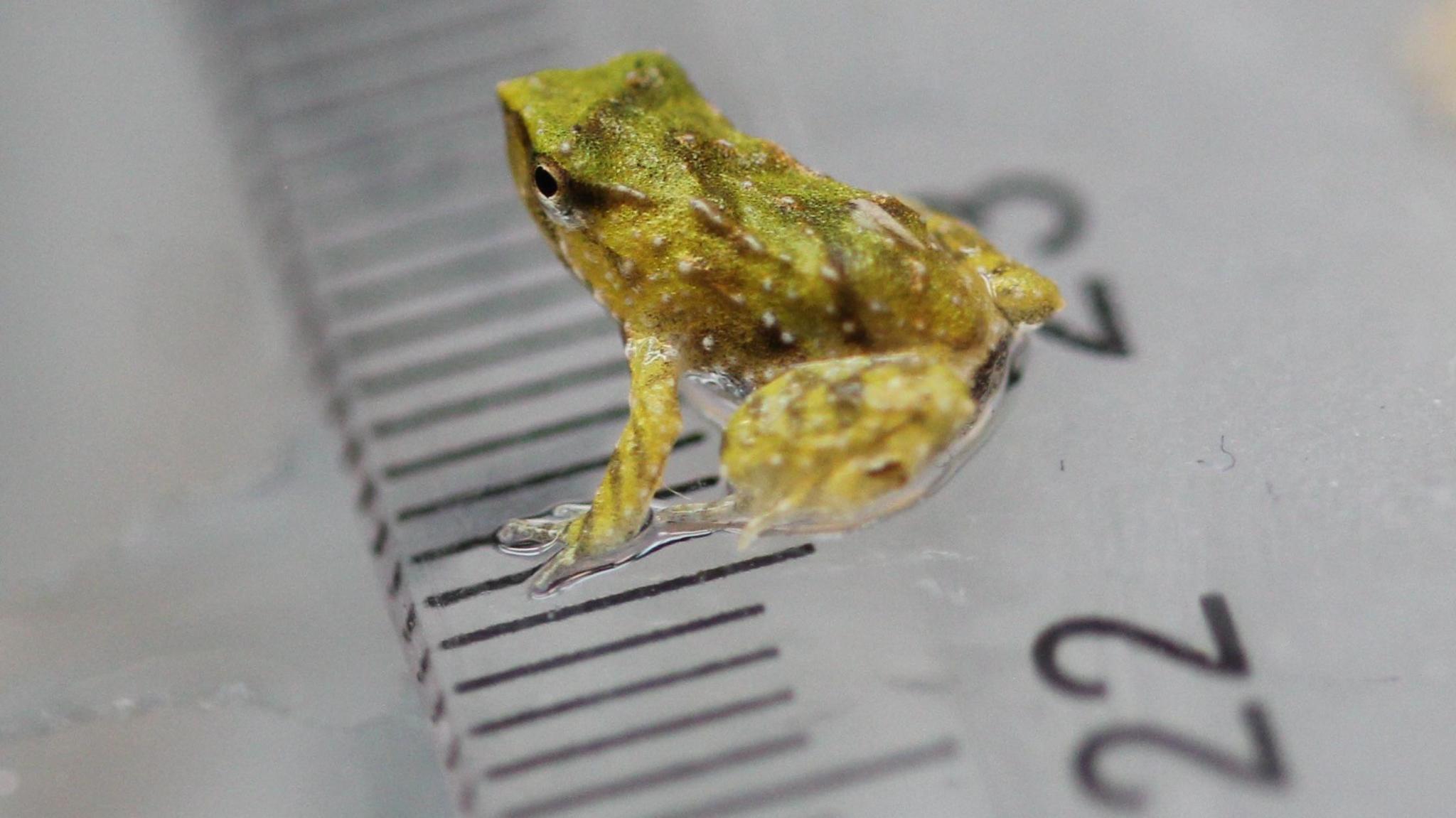 A green froglet sat on a ruler showing a 1cm range, in which it takes up half of the space.