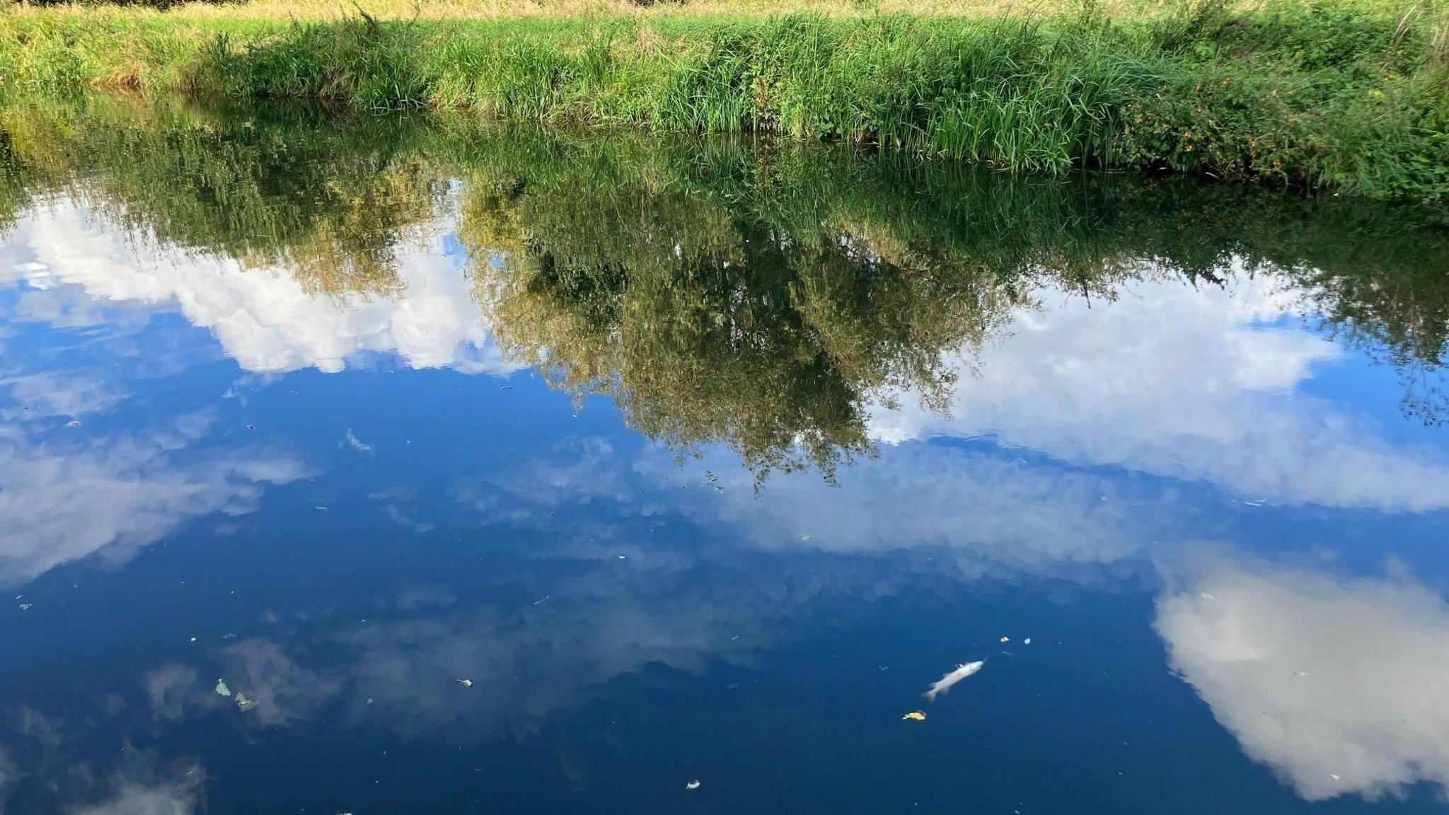 A dead fish floating in the water- next to a grassed river bank