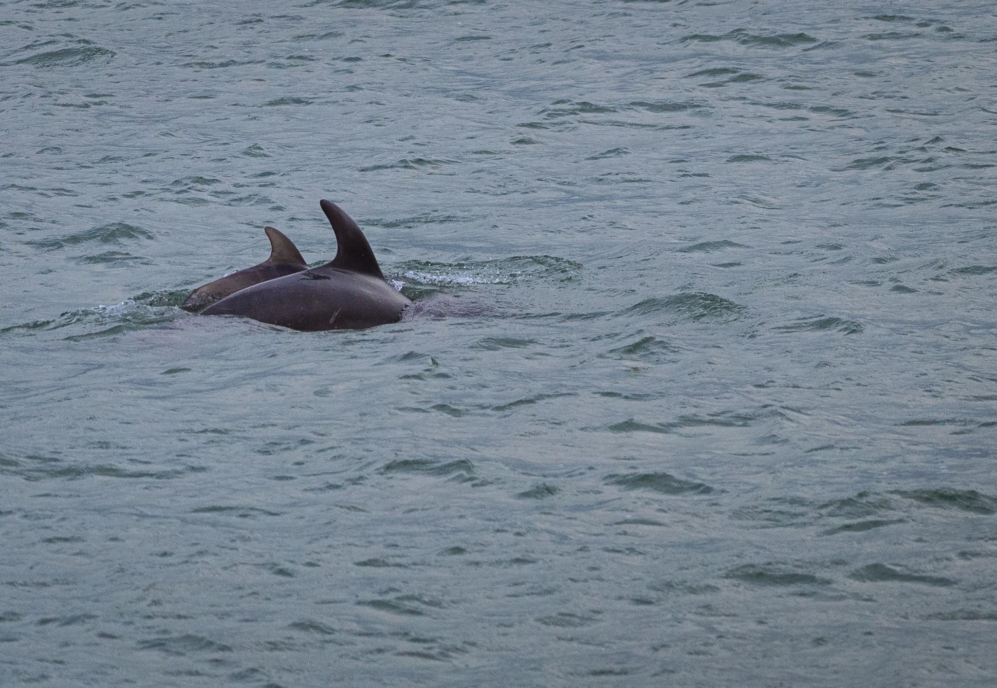 A dolphin and its calf in the sea off New Quay