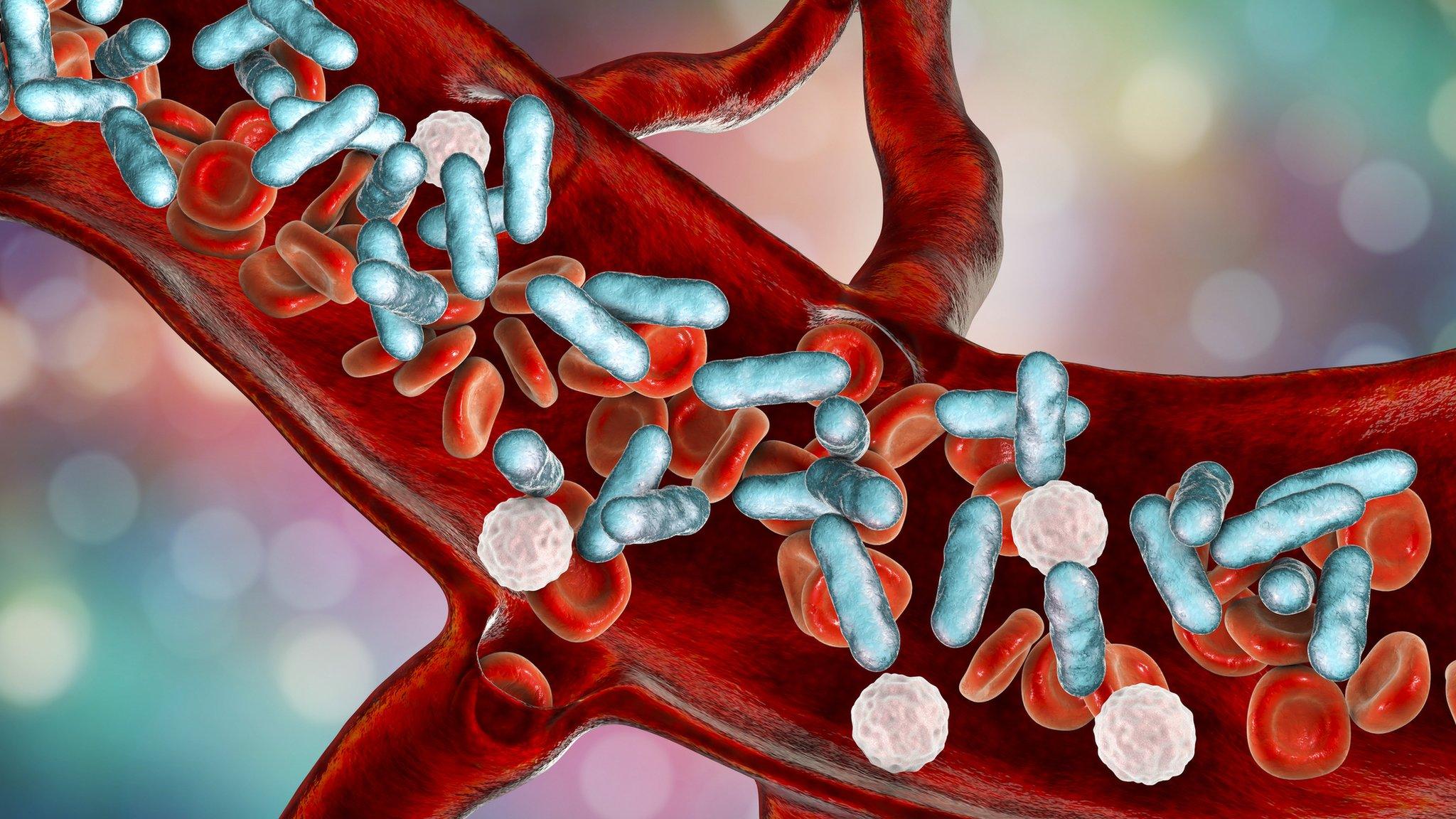 Illustration showing bacteria moving through the blood.