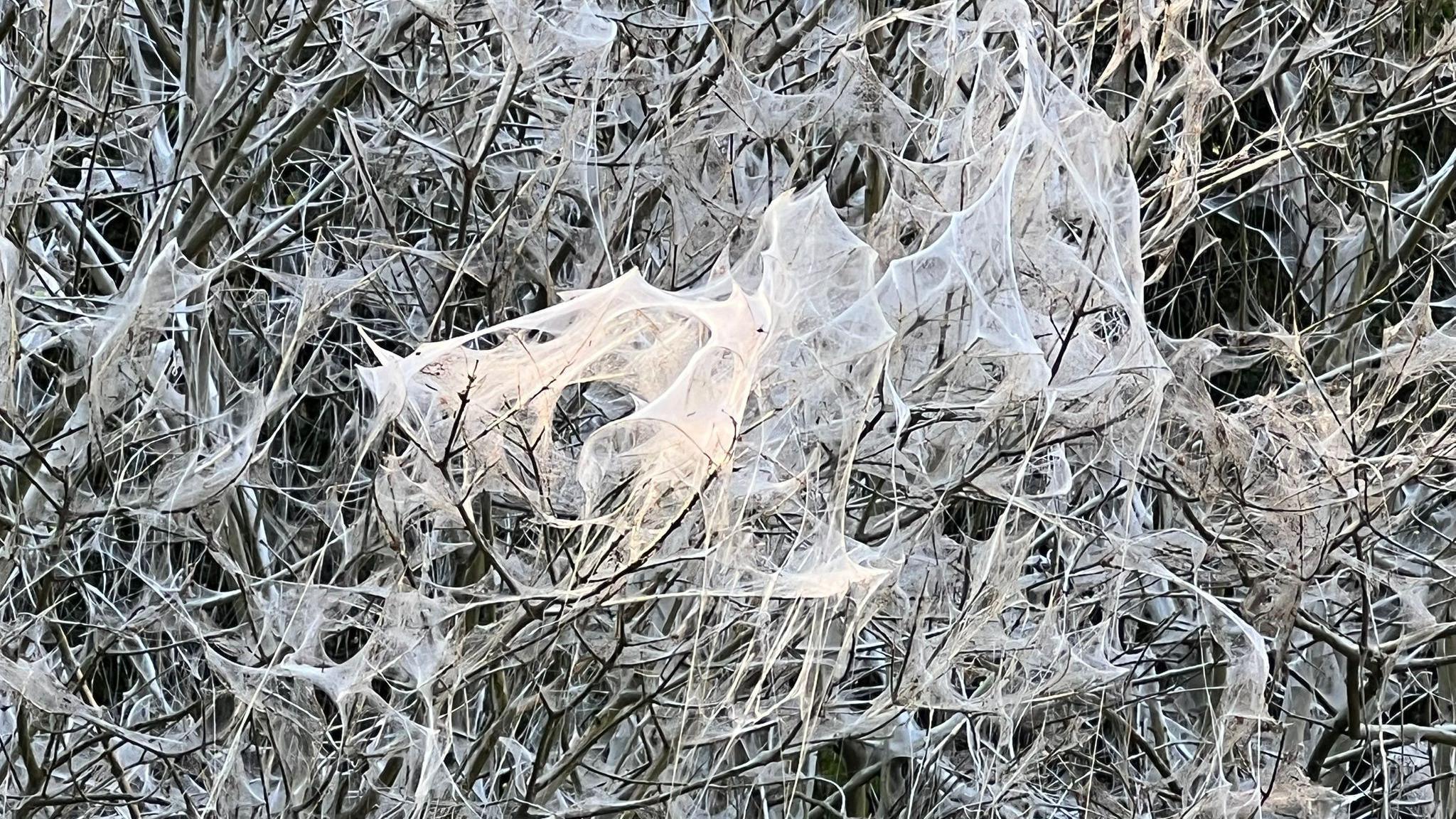 White webbing created by caterpillars in a tree. The webbing is likened to cobwebs.