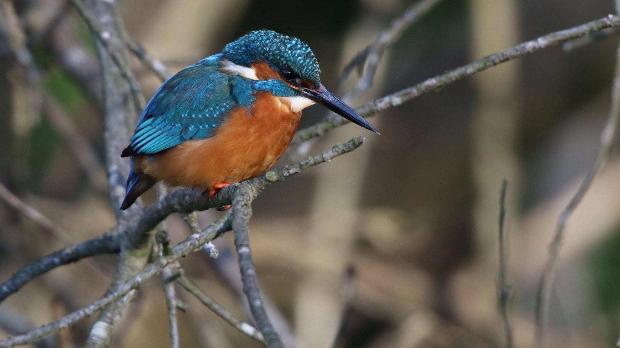 A kingfisher bird, sitting on a branch, with a blue head, brown chest, and a long beak. 