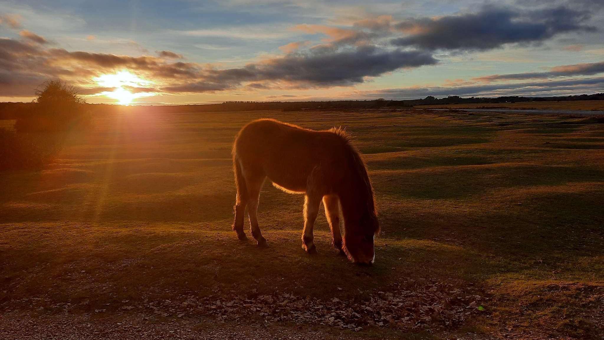 A young horse is grazing on grassland as the sun sets behind it casting a golden glow over the ground.