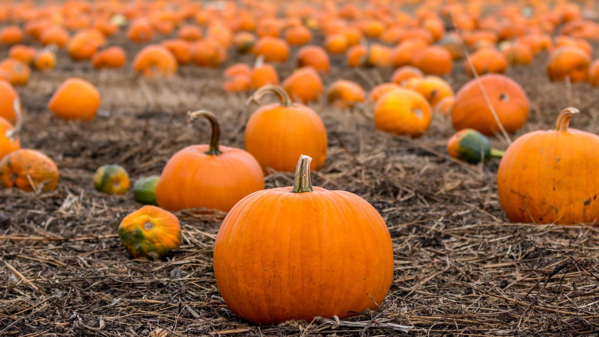 Dozens of orange pumpkins growing in a field.