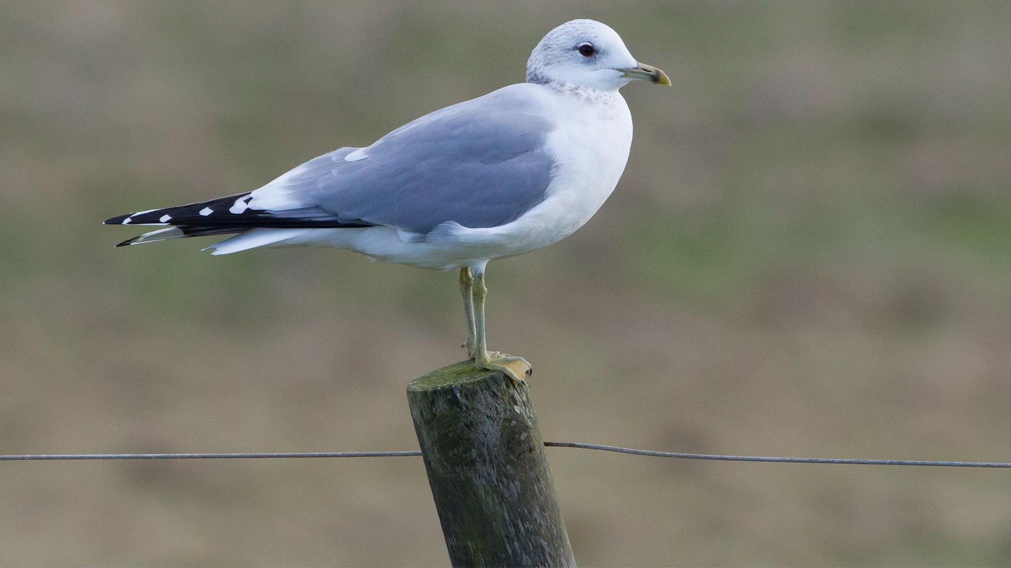 A common gull bird, sat on a fence post, facing to the right, 