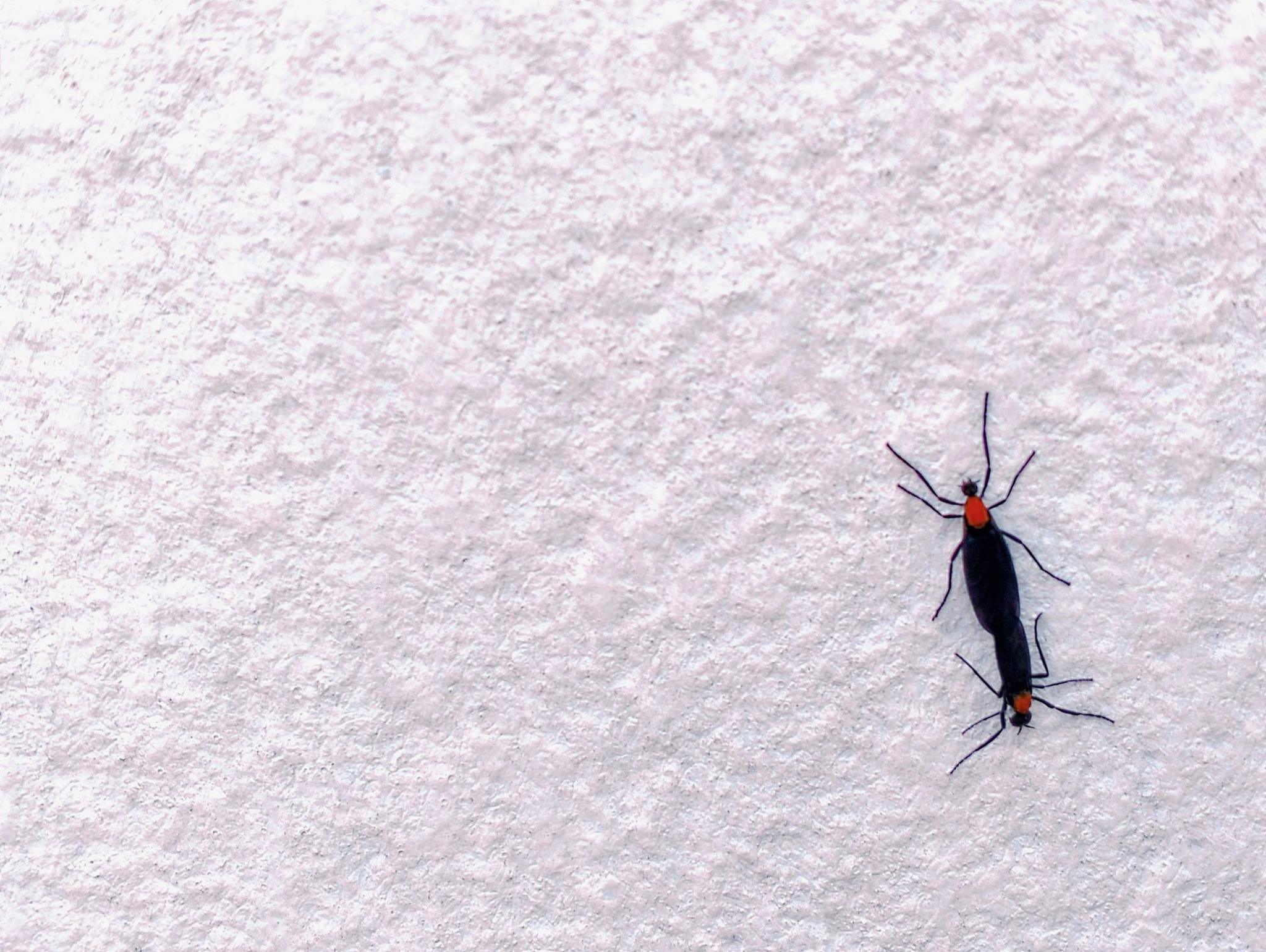 The background is a white cement wall. In the picture there is an insect called the love bug. It is a black plant-eating animal with a reddish body around the throat and six black legs.
