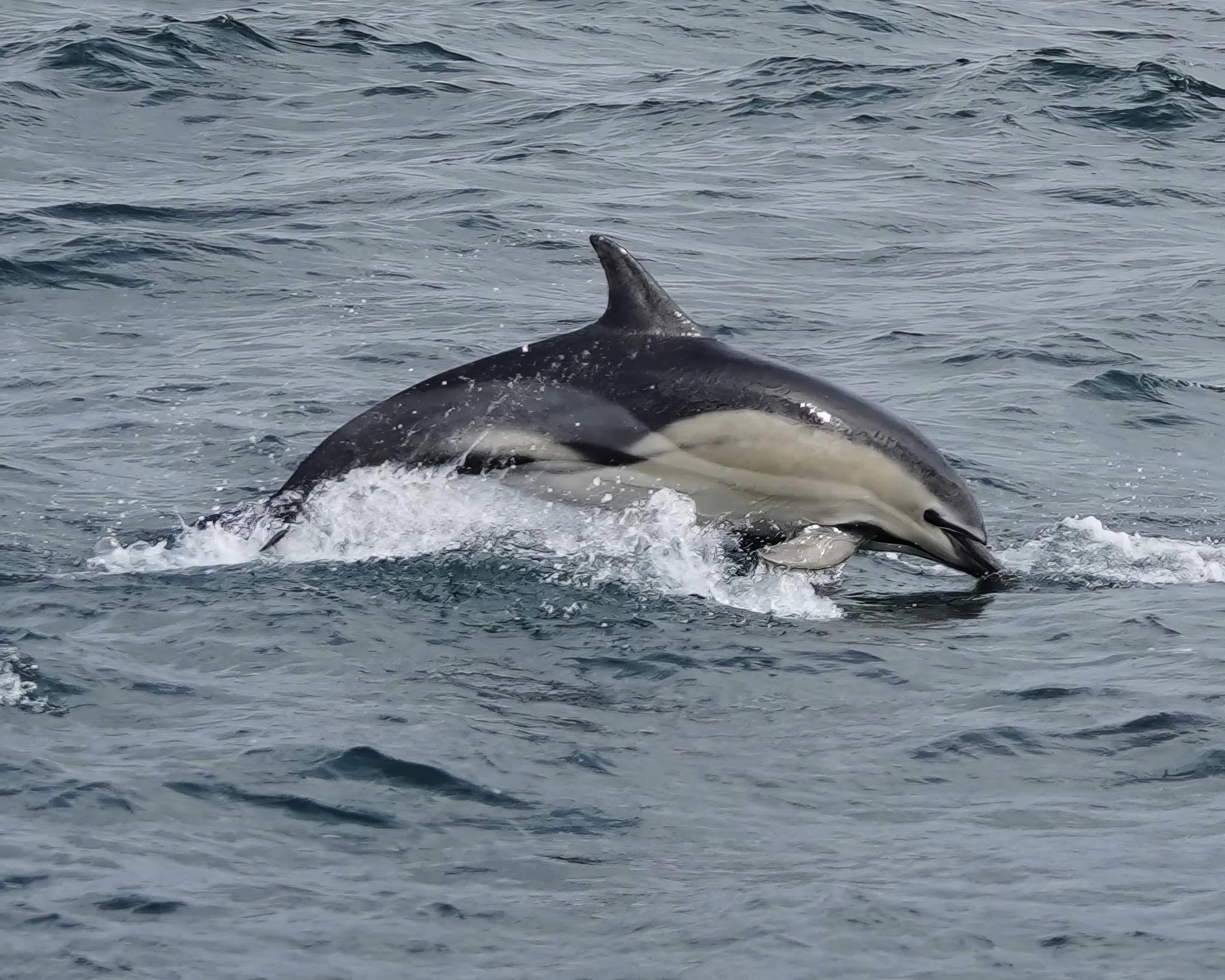 A photo of the dolphin