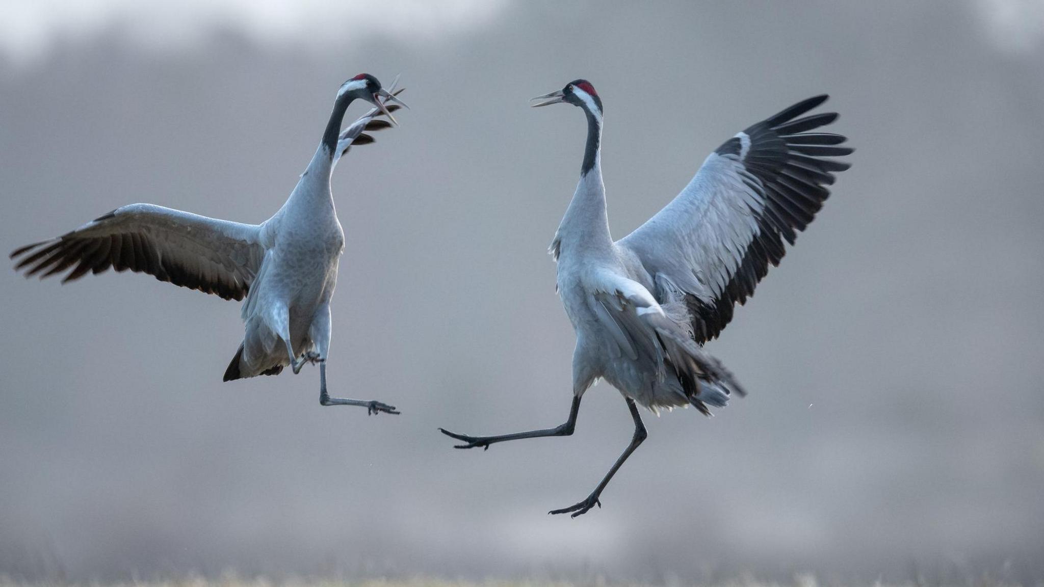 Two grey and white cranes in a mid air dance together.