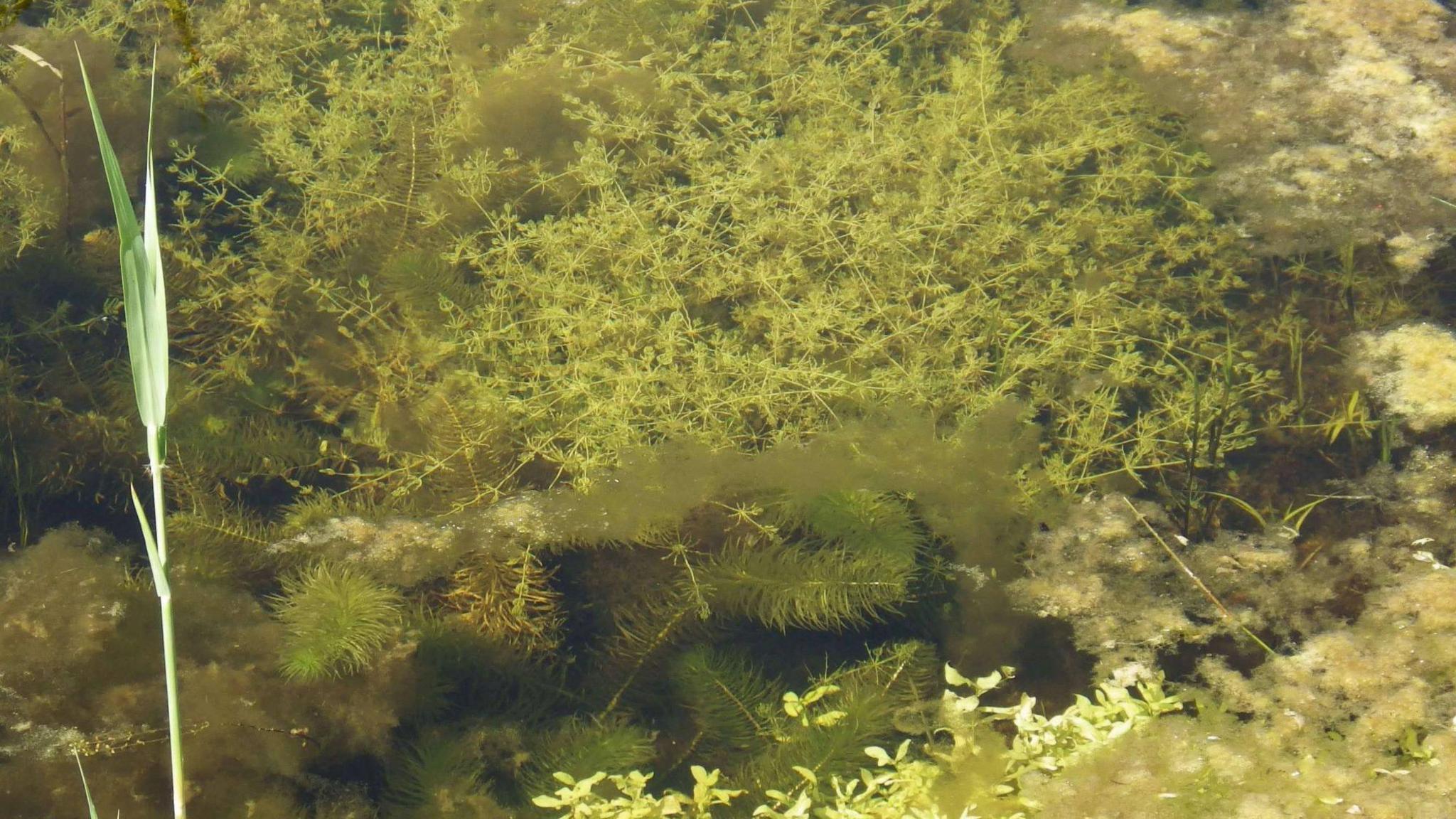 Close-up image of pond with various green-leaved plants