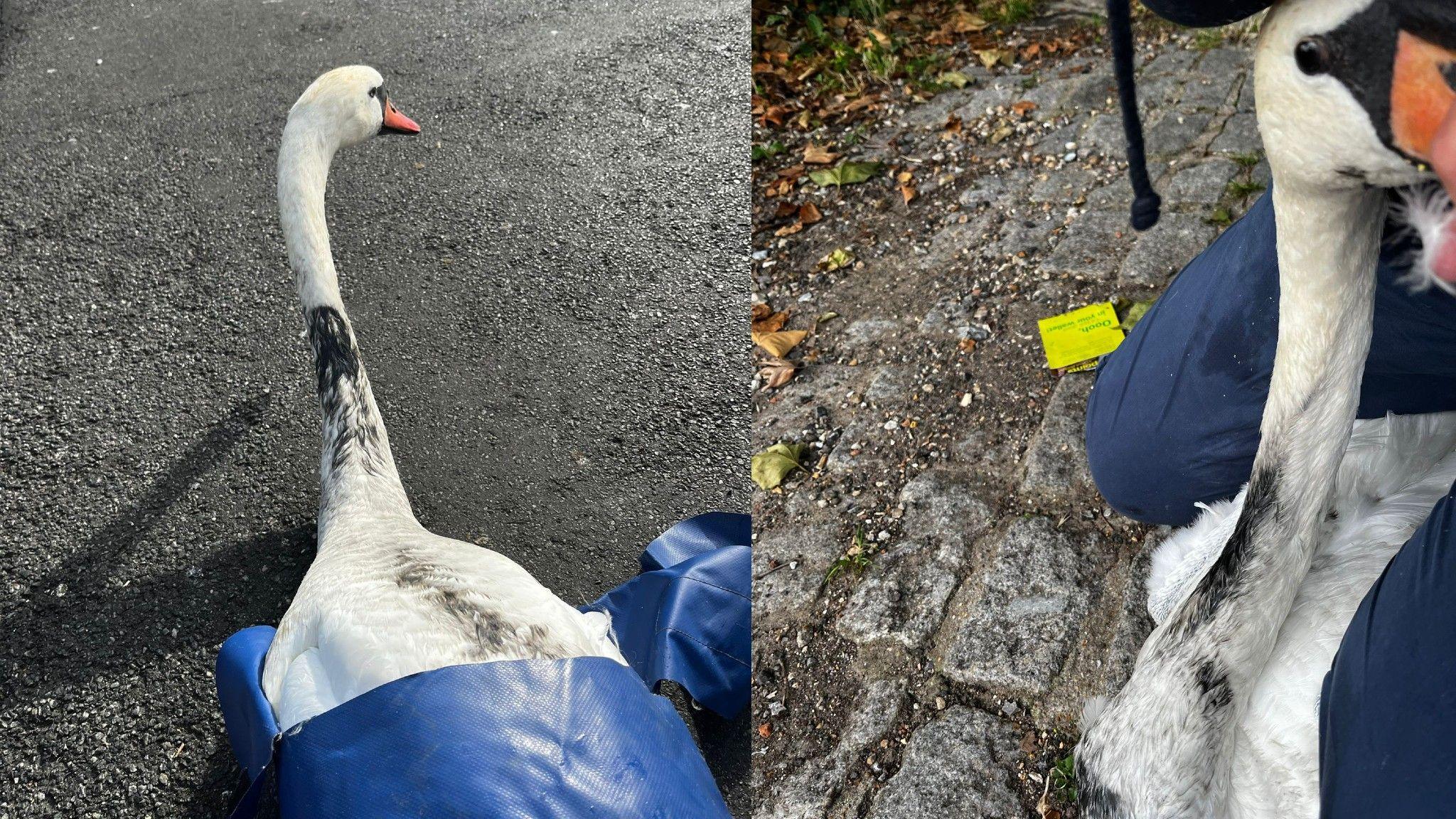 Two swans with oil on their necks and backs