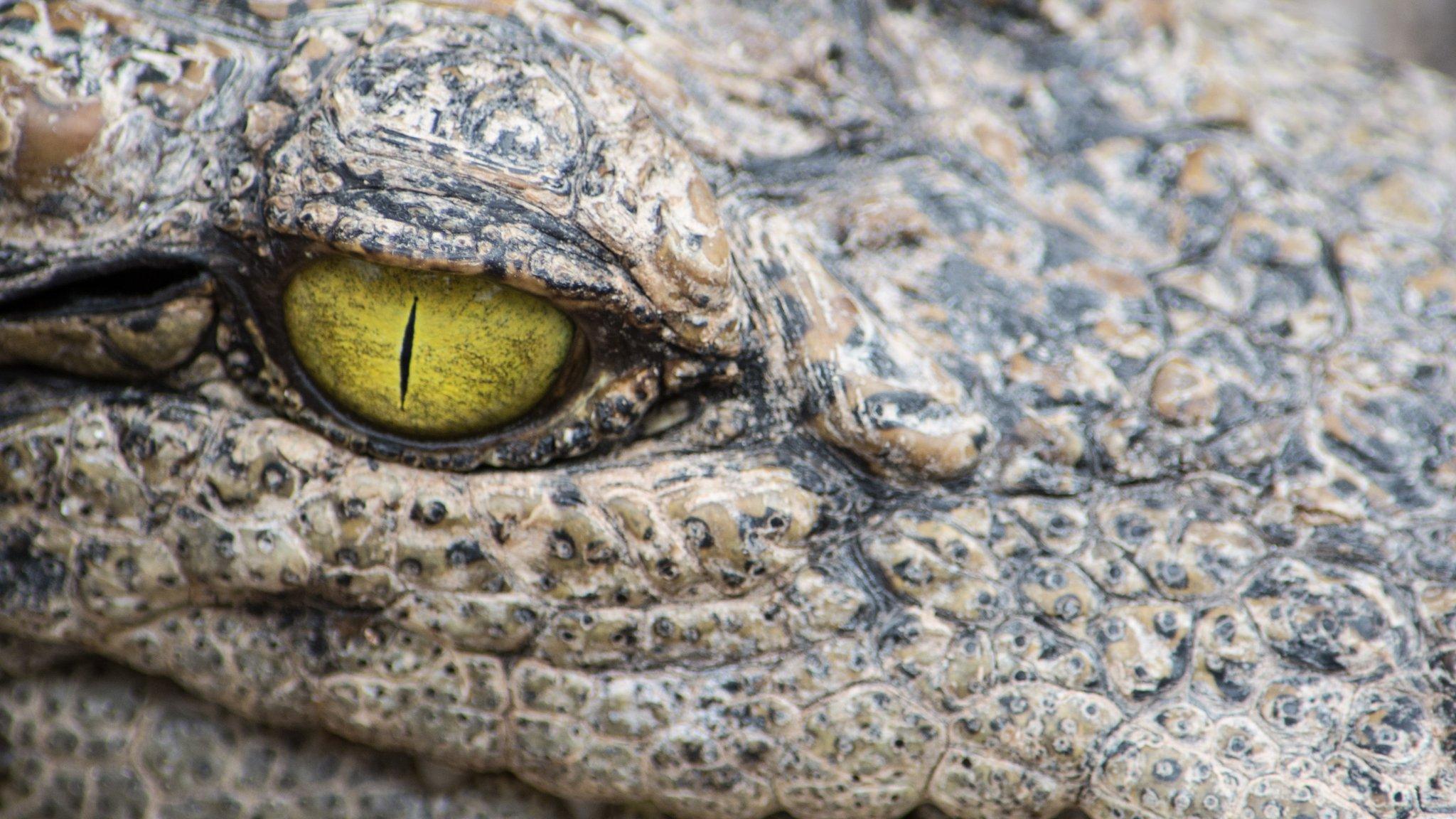 crocodile eye