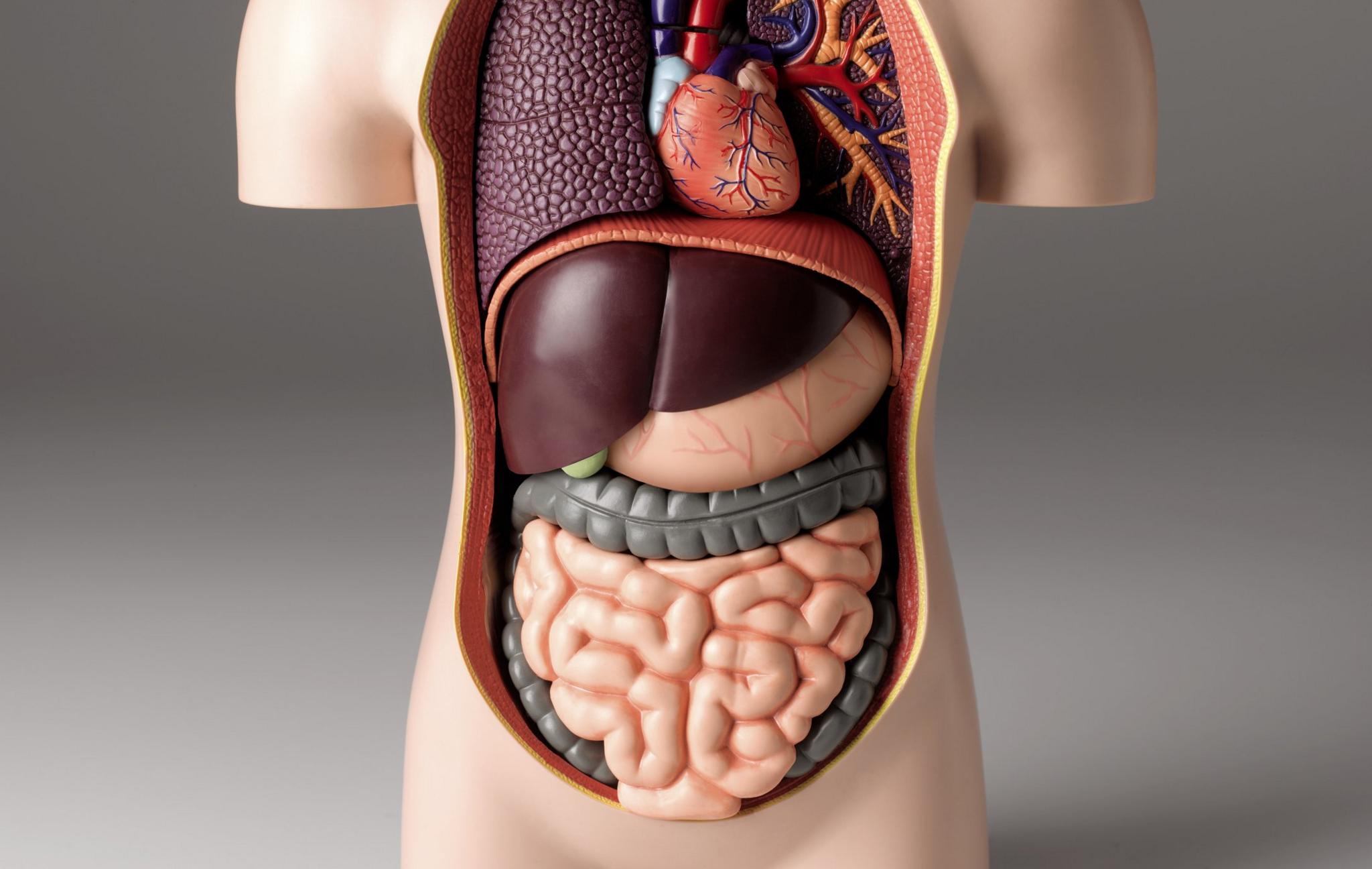 digestive-system.