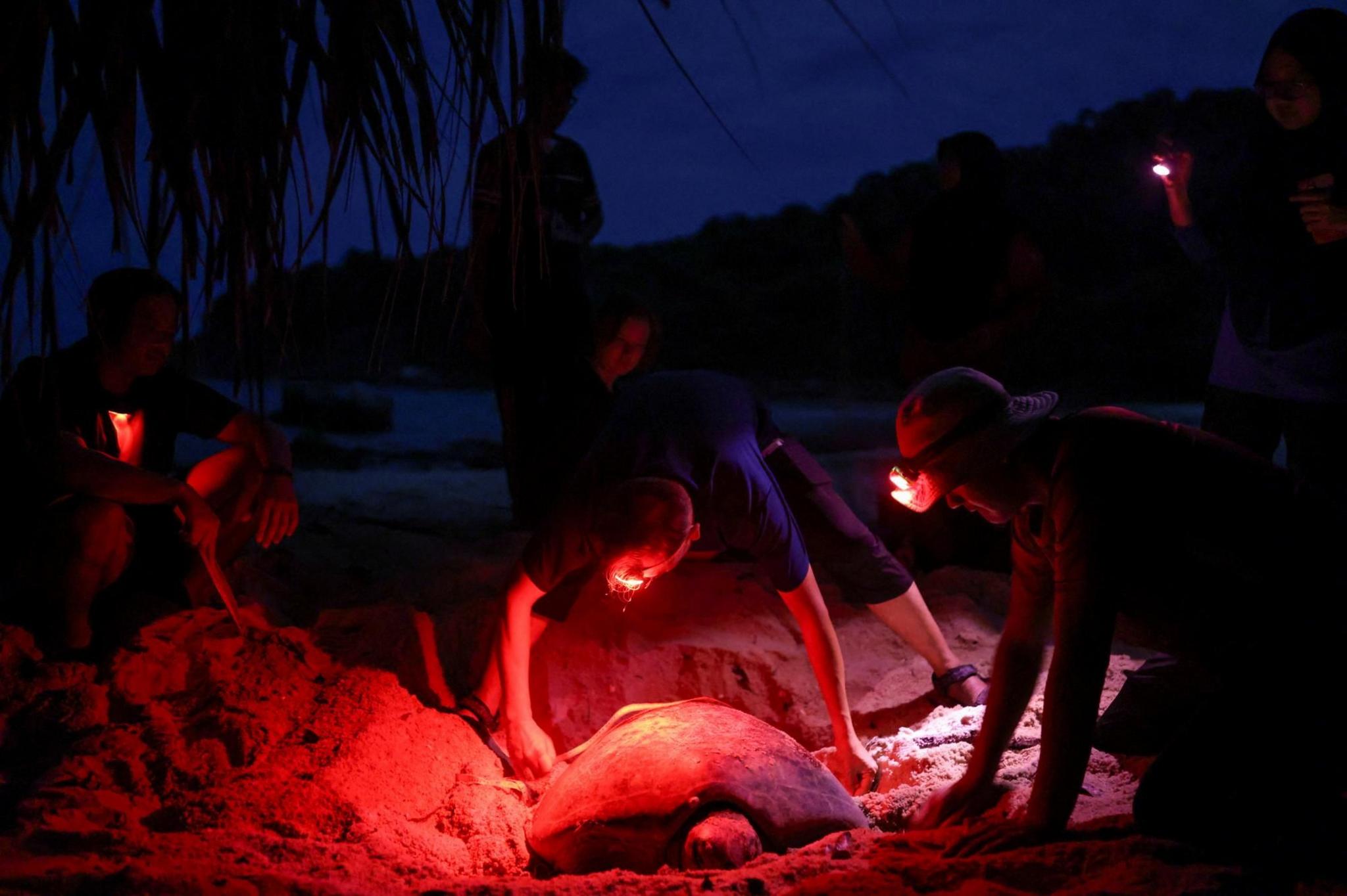 Conservationists inspect a turtle 